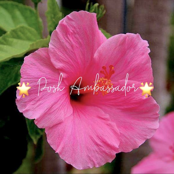 Posh Ambassador! - Picture 1 of 1